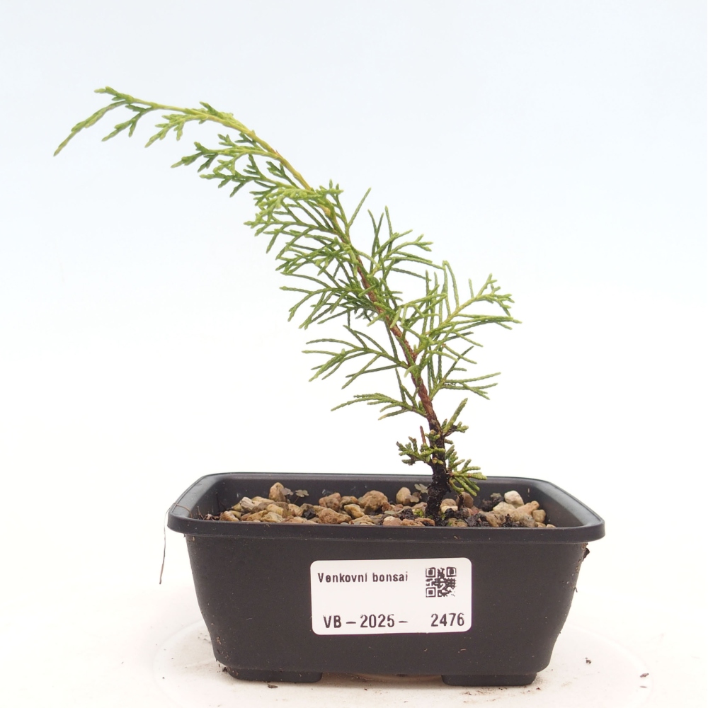 Bonsaï d'extérieur - Juniperus chinensis Itoigawa