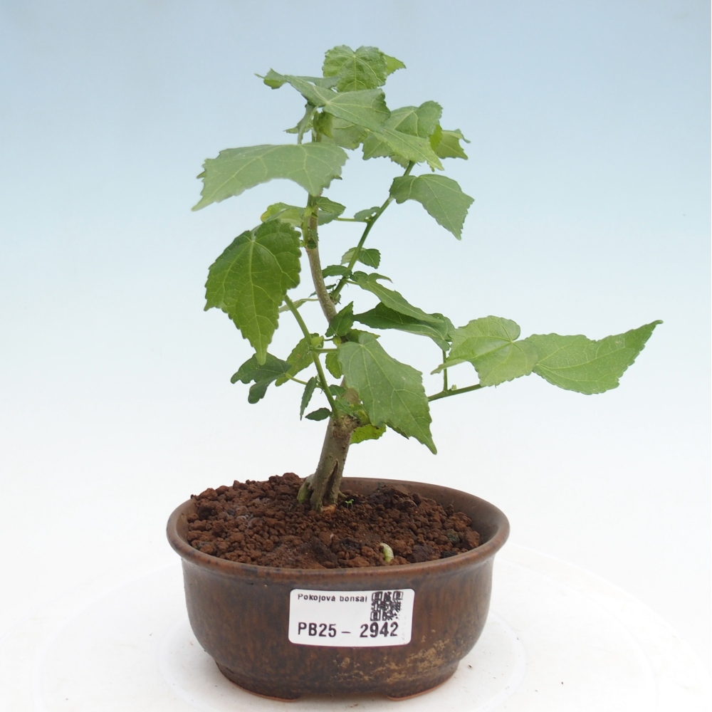 Bonsaï d'intérieur - Malvaviscus arboreus