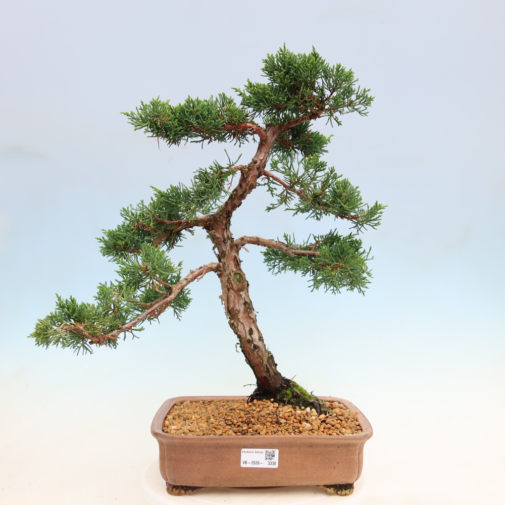 Bonsaï d'extérieur - Juniperus chinensis Kishu