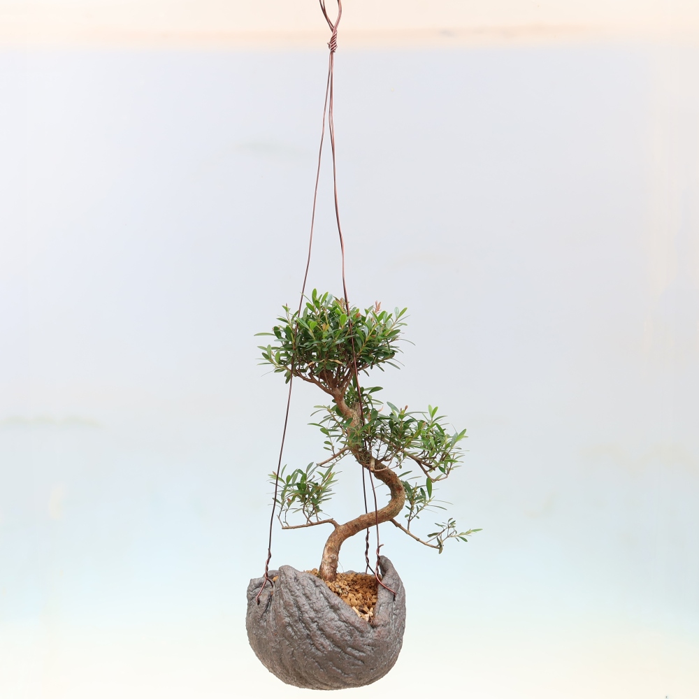 Kokedama en céramique -Syzygium - arbre à piment