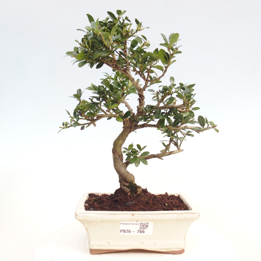 Bonsaï de chambre - Ilex crenata - Houx