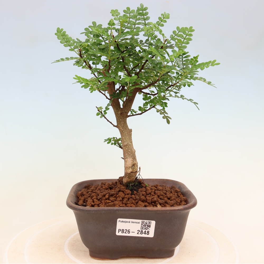 Salle bonsaï - Zantoxylum piperitum - arbre à poivre