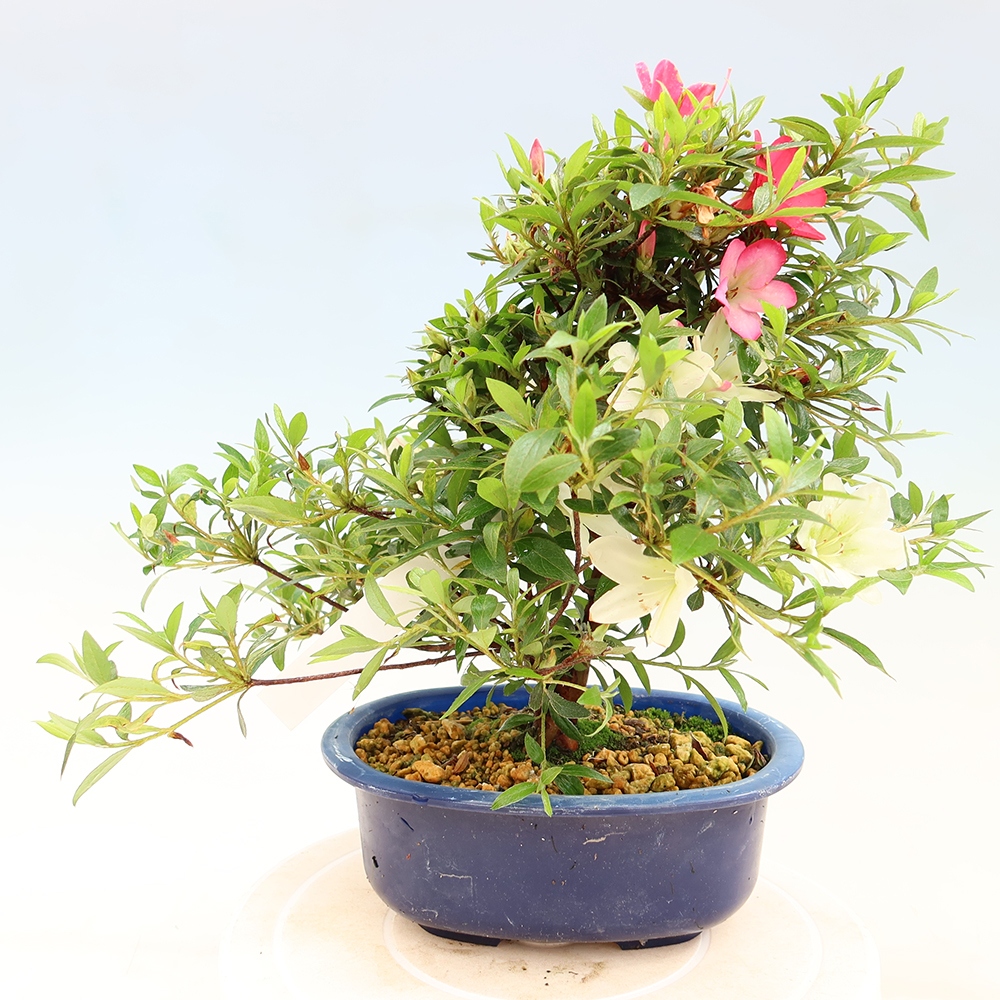 Bonsaï d'extérieur - Azalée japonaise - Azalea Suigootome