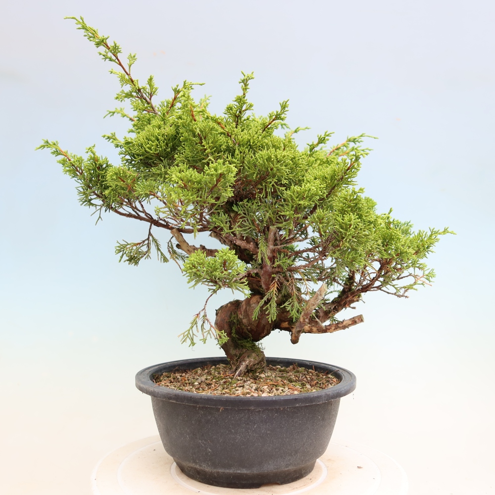 Bonsaï d'extérieur - Juniperus chinensis Itoigawa-Juniperus chinensis