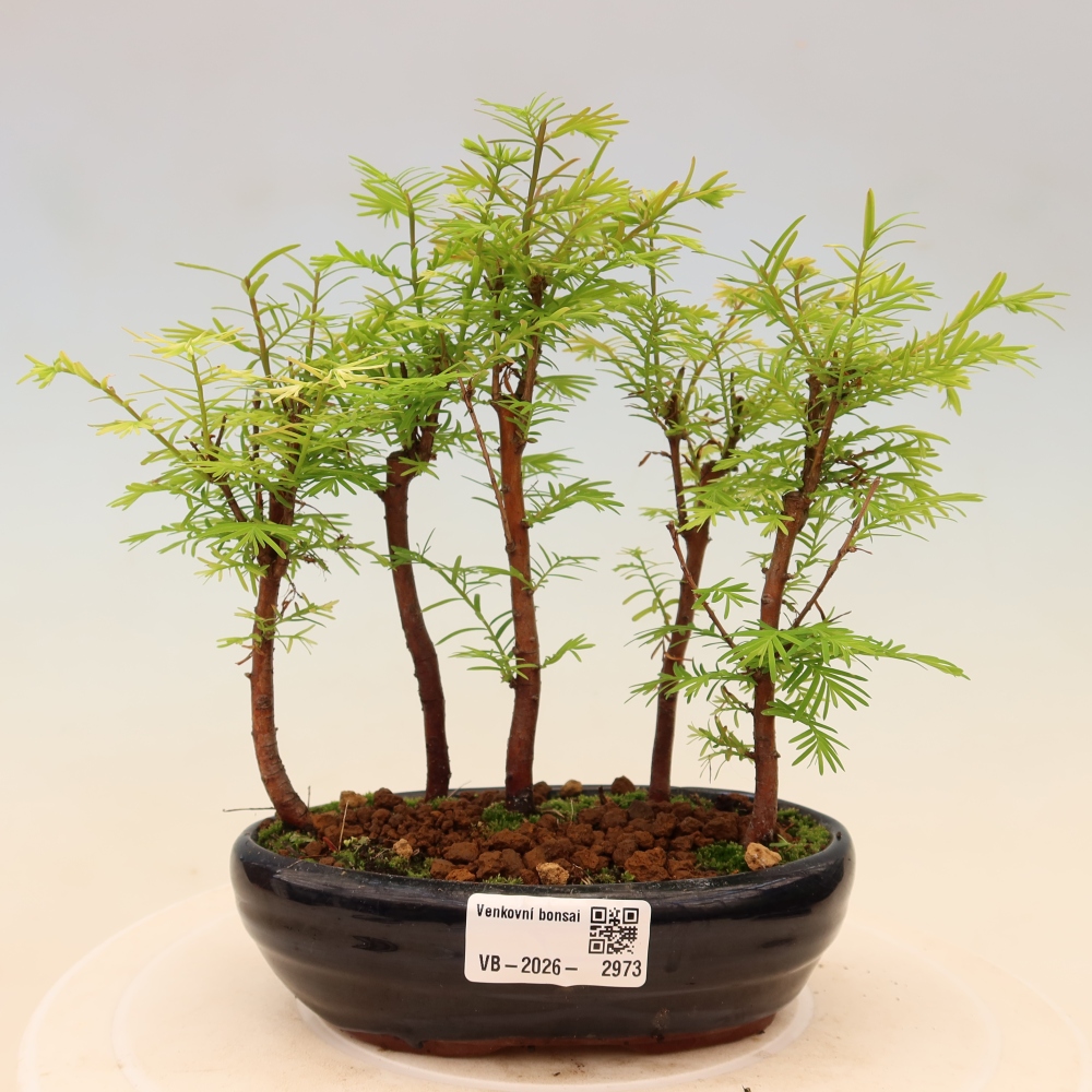 Bonsaï d'extérieur - Metasequoia glyptostroboides - Métaséquoia de Chine - petit bosquet