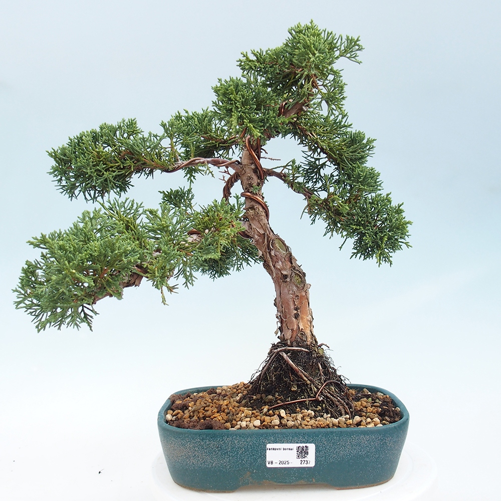 Bonsaï d'extérieur - Juniperus chinensis Kishu