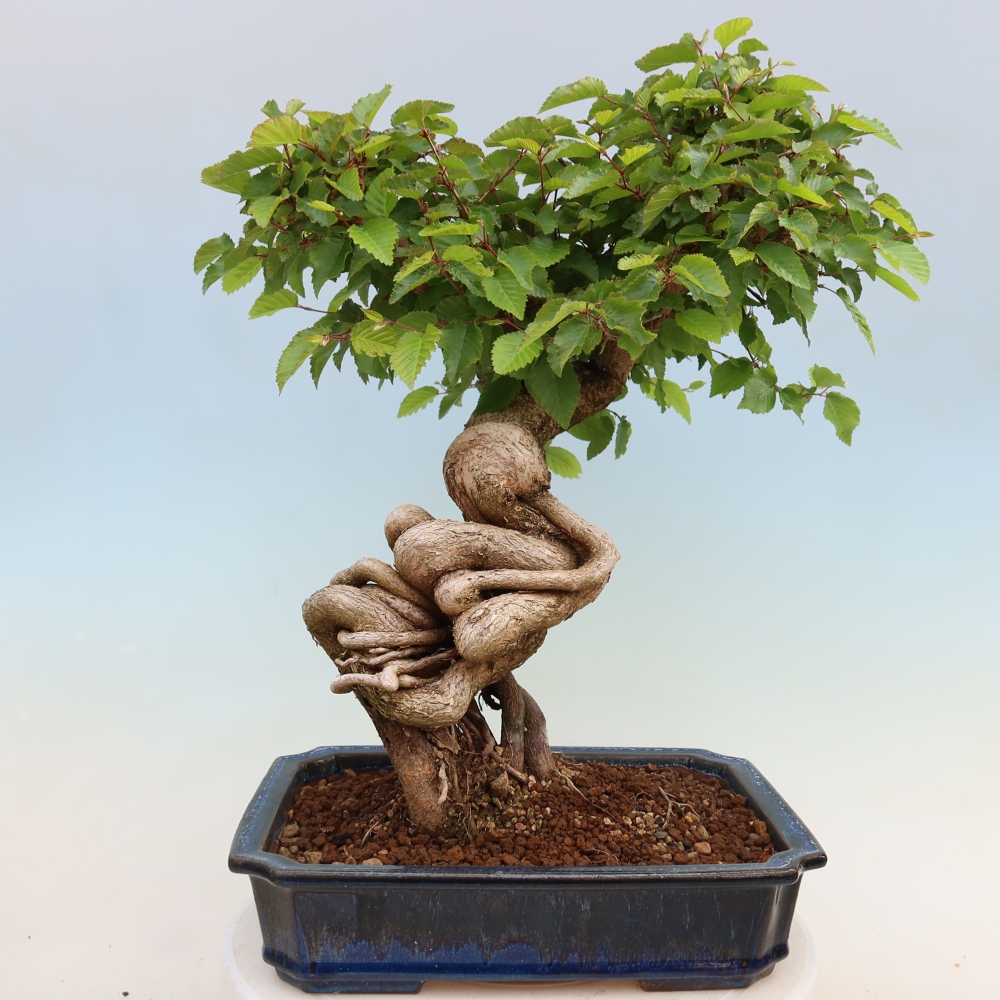Bonsaï d'extérieur -Carpinus Coreana - Charme de Corée
