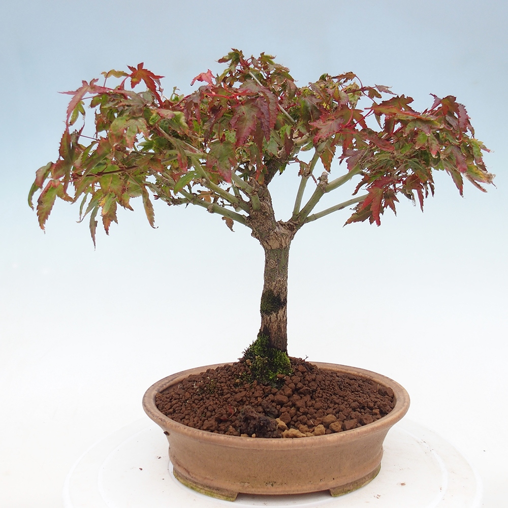 Acer palmatum KIOHIME - Érable palmé