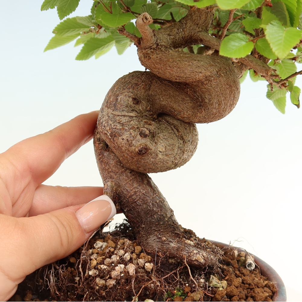 Bonsaï d'extérieur -Carpinus Coreana - Charme de Corée