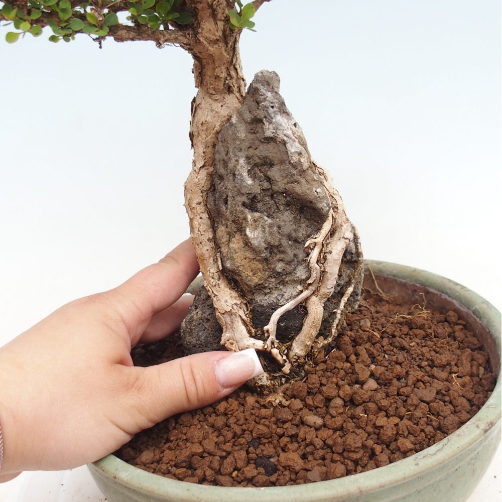 Bonsaï d'extérieur - Berberis coreana