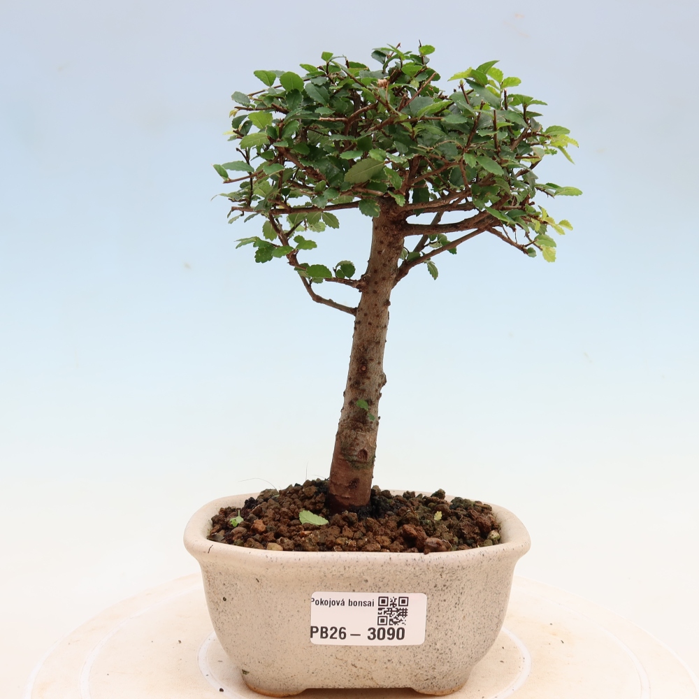 Bonsaï de chambre - Ulmus parvifolia - Orme à petites feuilles