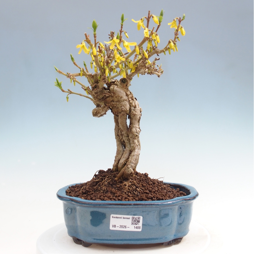 Bonsaï d'extérieur - Zlatice - Forsythia koreana