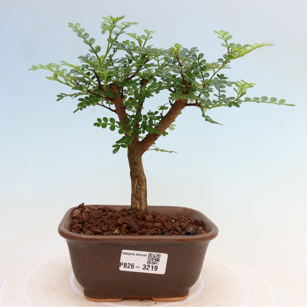 Salle bonsaï - Zantoxylum piperitum - arbre à poivre