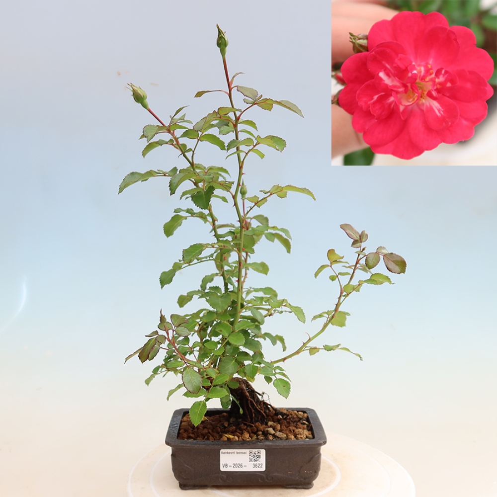Bonsaï d'extérieur - Rosa Kordes - rose