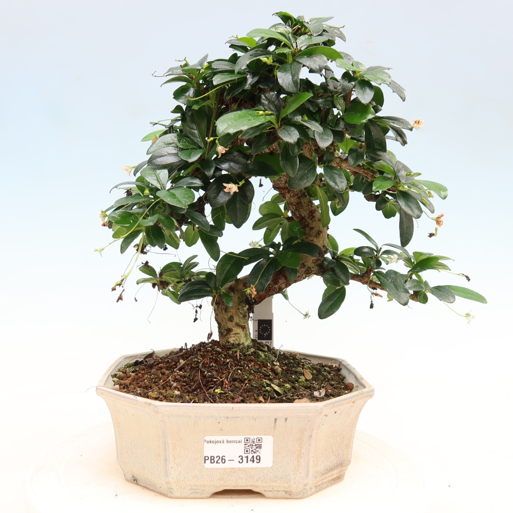 Bonsaï de chambre - Carmona macrophylla - Tea fuki