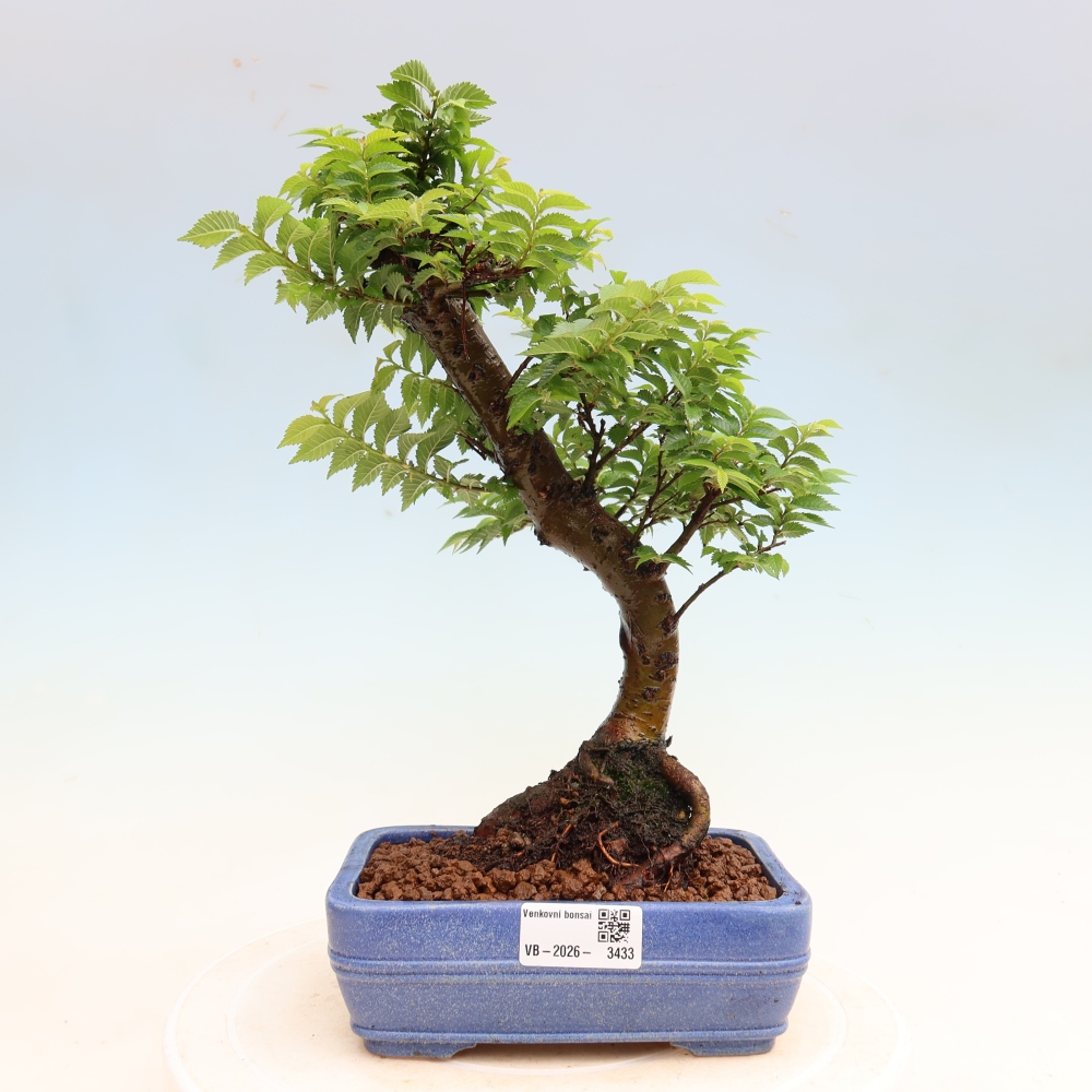 Bonsaï d'extérieur - Ulmus Jacqueline Hillier - Orme magnifique