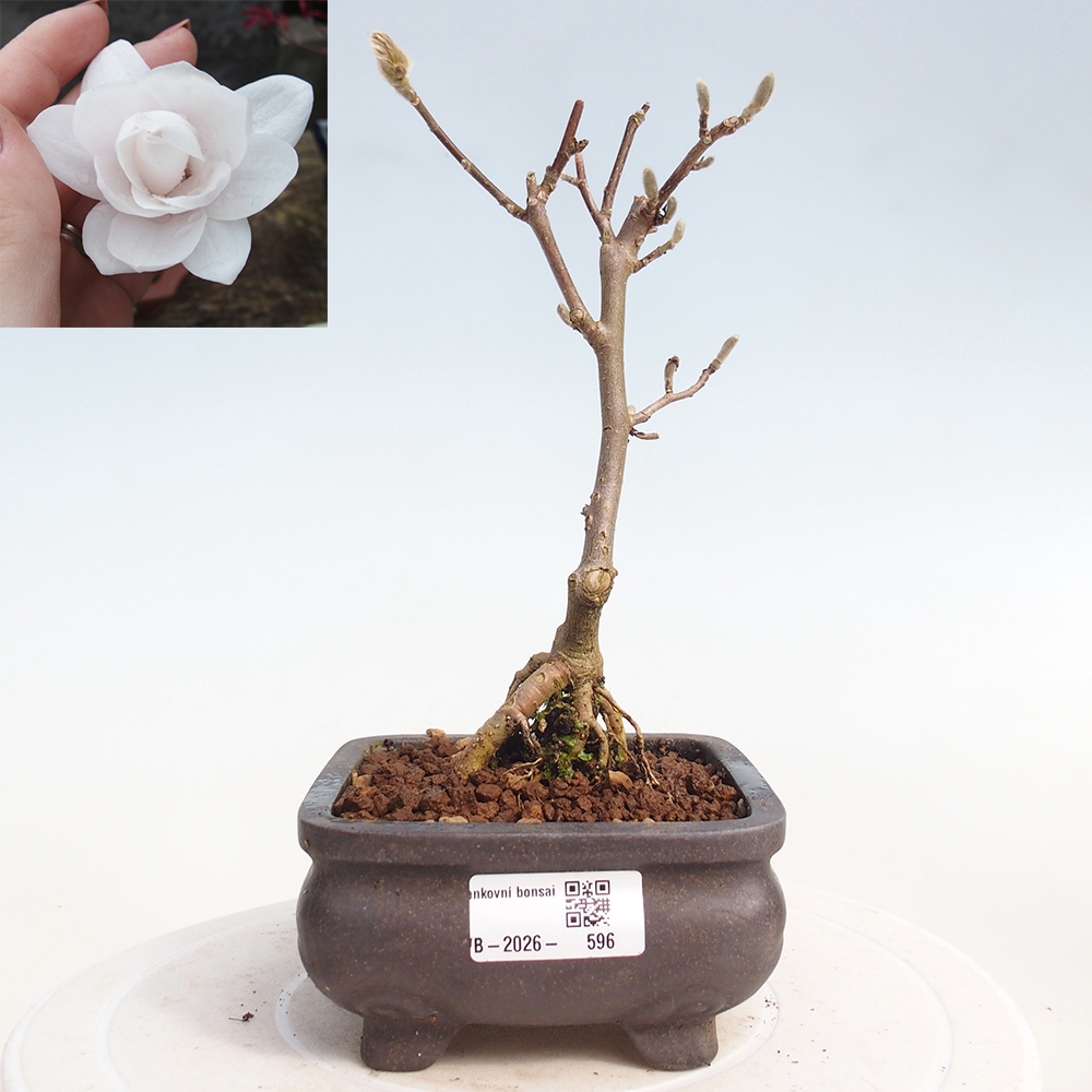 Bonsaï d'extérieur - Magnolia stellata