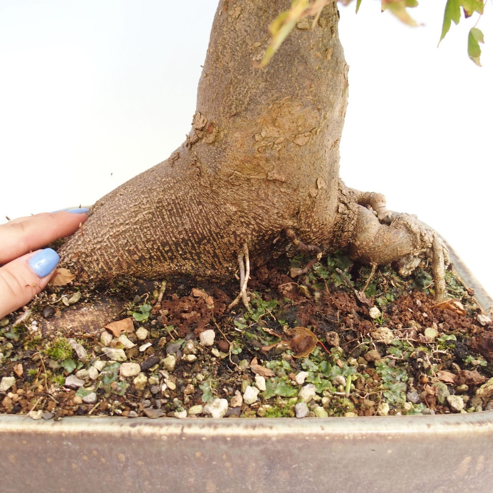 Bonsaï d'extérieur - Acer Buergerianum - Burger Maple