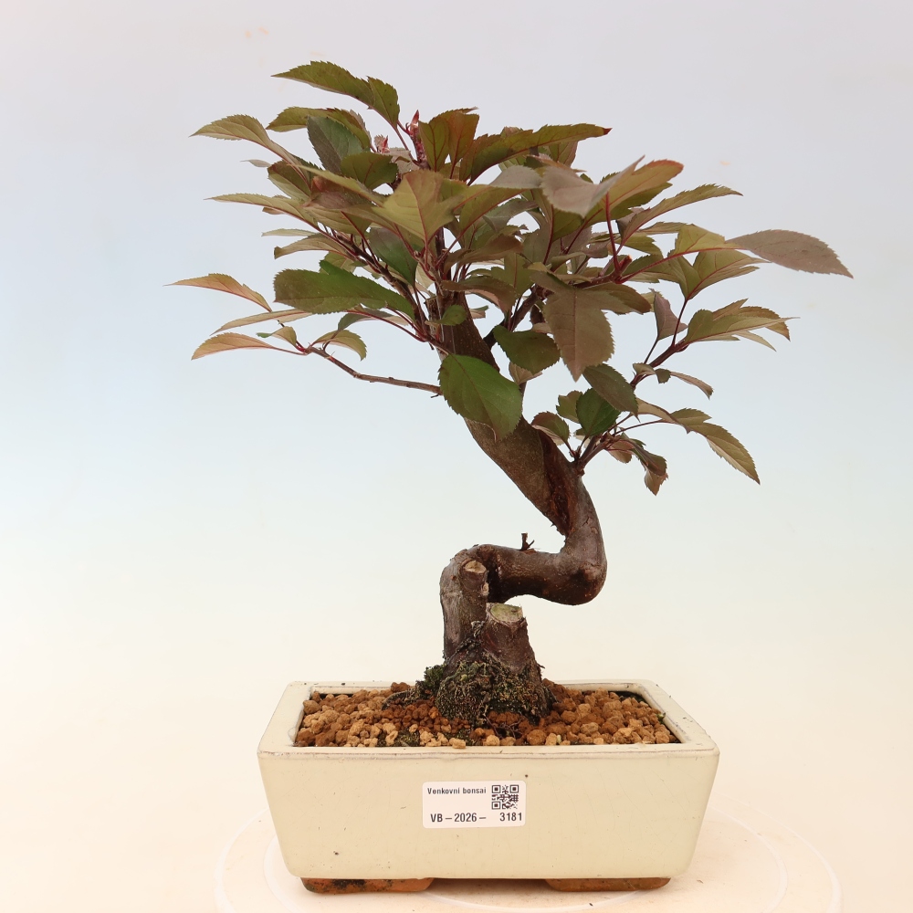 Bonsaï d'extérieur -Malus domestica - Pommier à petits fruits et à feuilles rouges