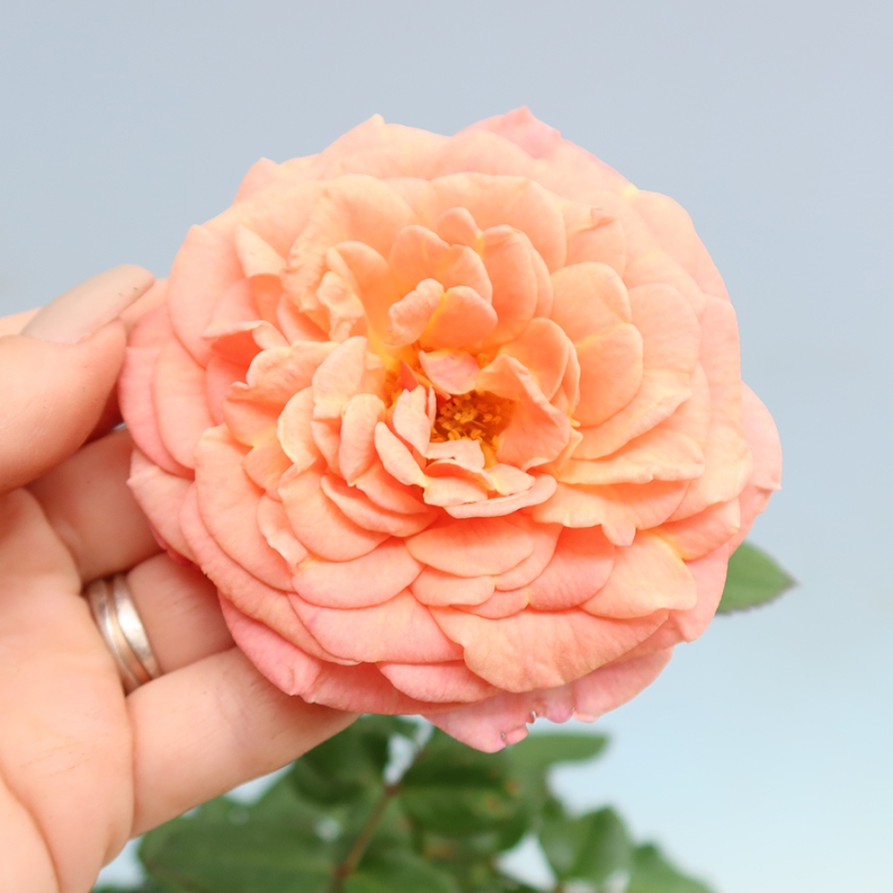Bonsaï d'extérieur - Rosa Kordes - rose