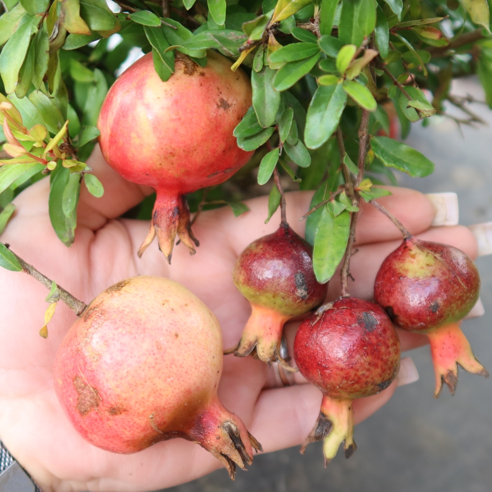 Bonsaï de chambre-PUNICA granatum nana-Pomme grenat