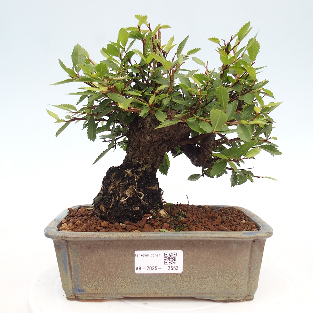Bonsaï d'extérieur - Zelkova - Zelkova NIRE