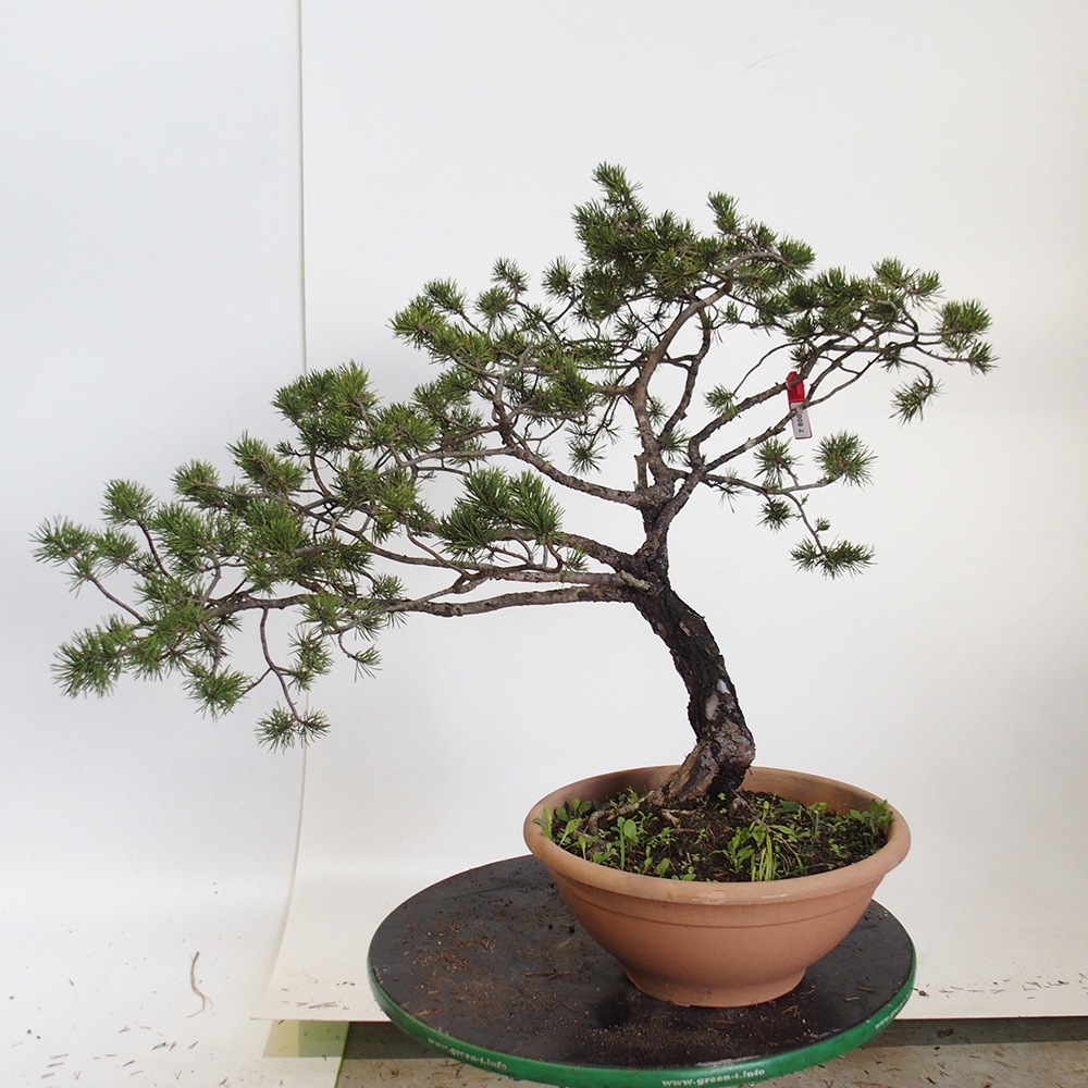Yamadori - Pinus sylvestris Espagne
