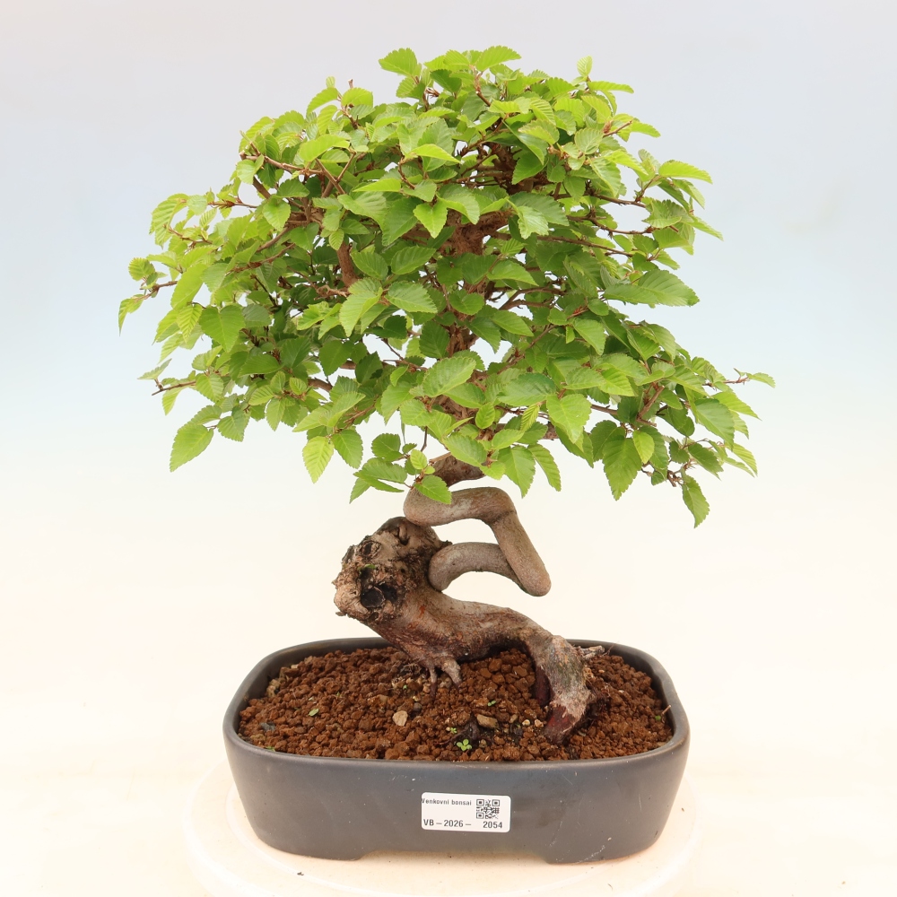 Bonsaï d'extérieur -Carpinus Coreana - Charme de Corée