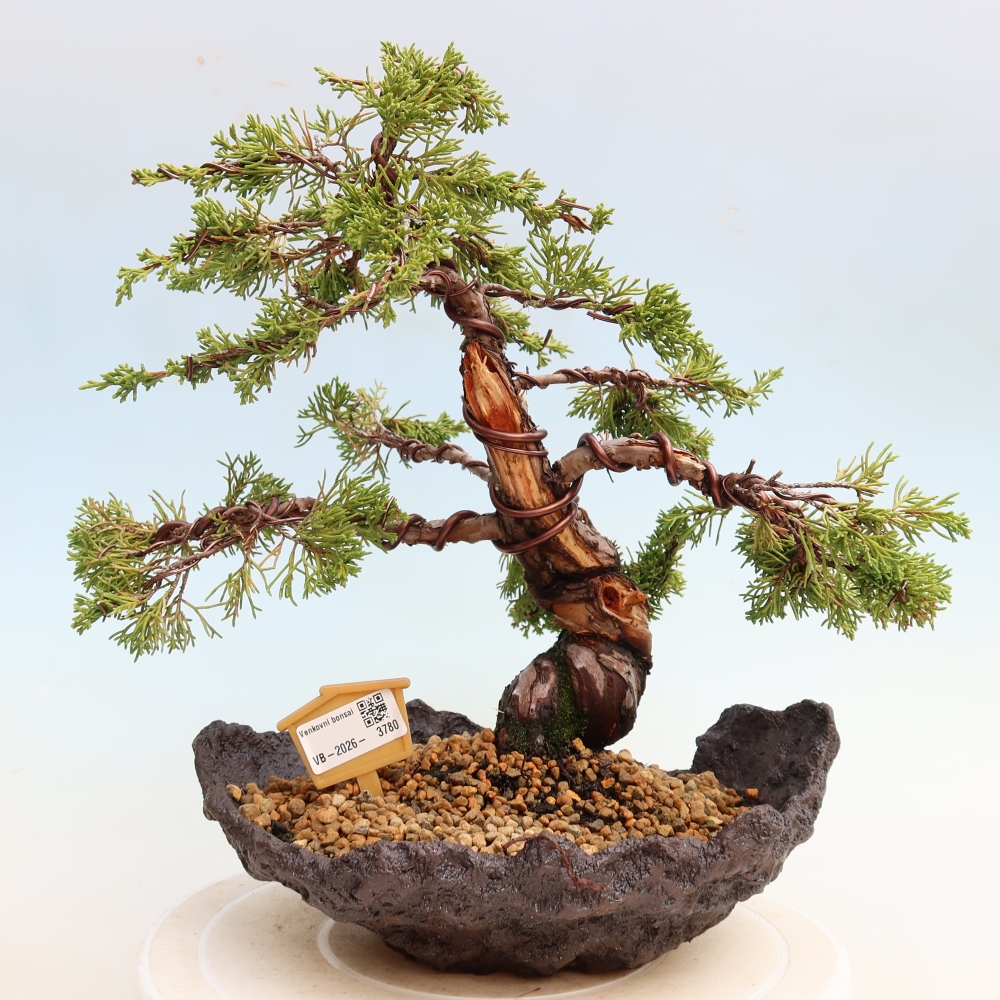Bonsaï d'extérieur - Juniperus chinensis Itoigawa-Juniperus chinensis