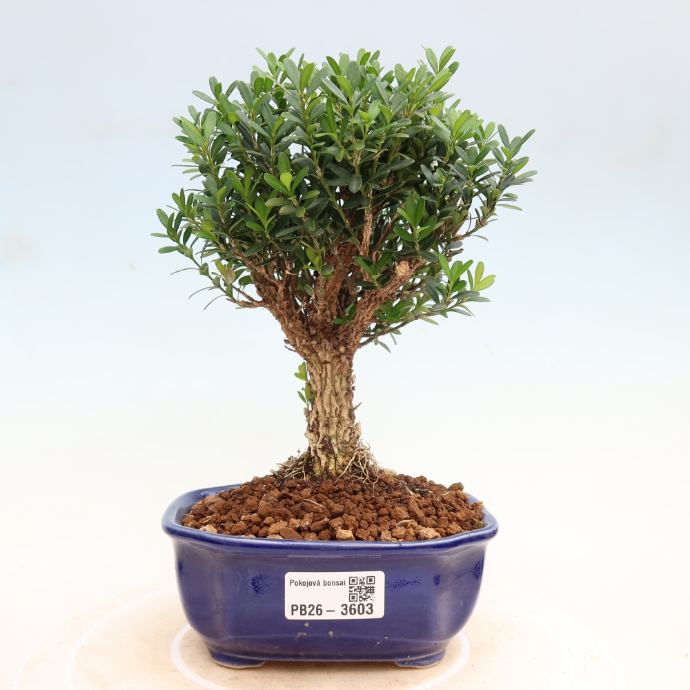 Bonsaï de chambre - Buxus harlandii - buxus liège