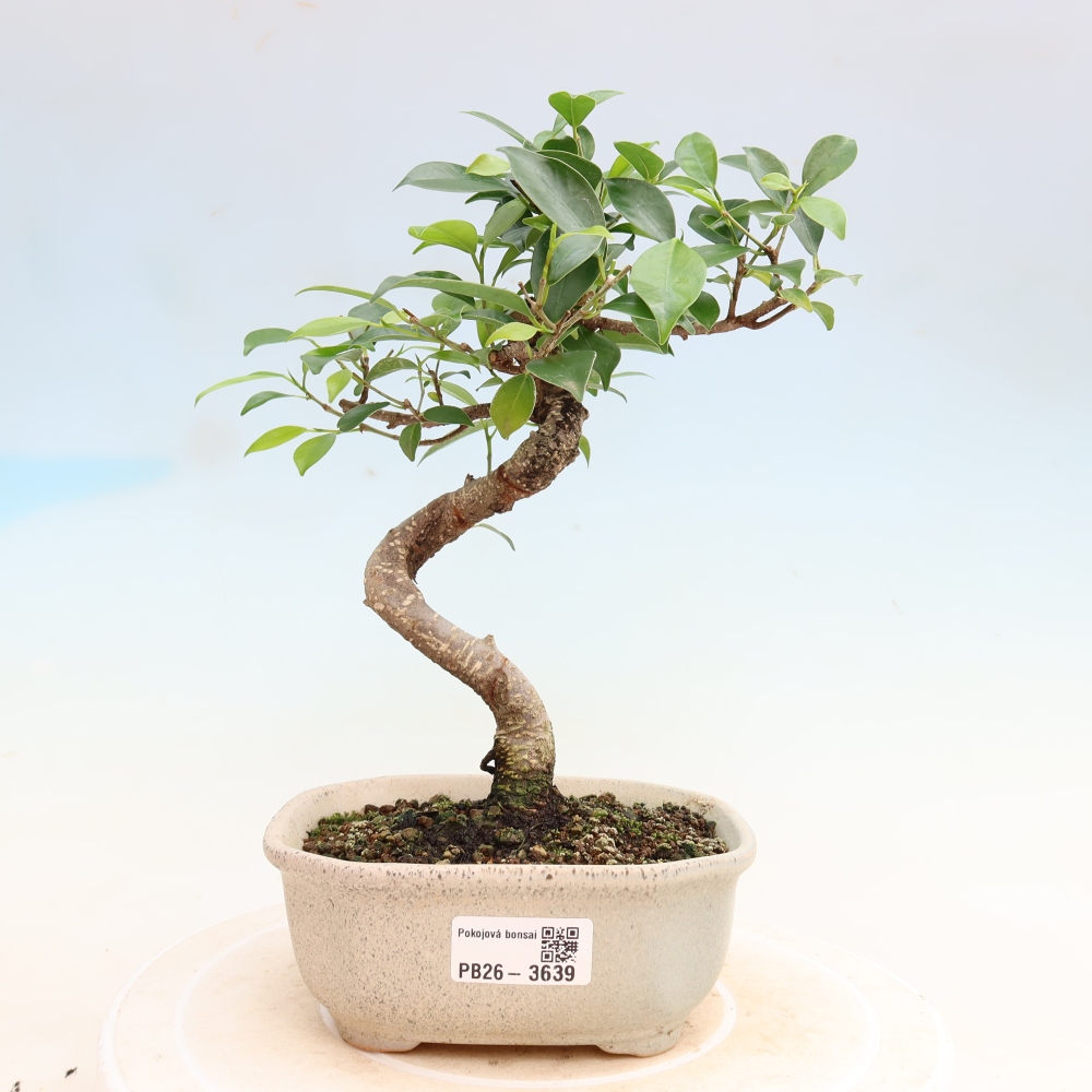 Salle bonsaï - Ficus kimmen - ficus à petites feuilles