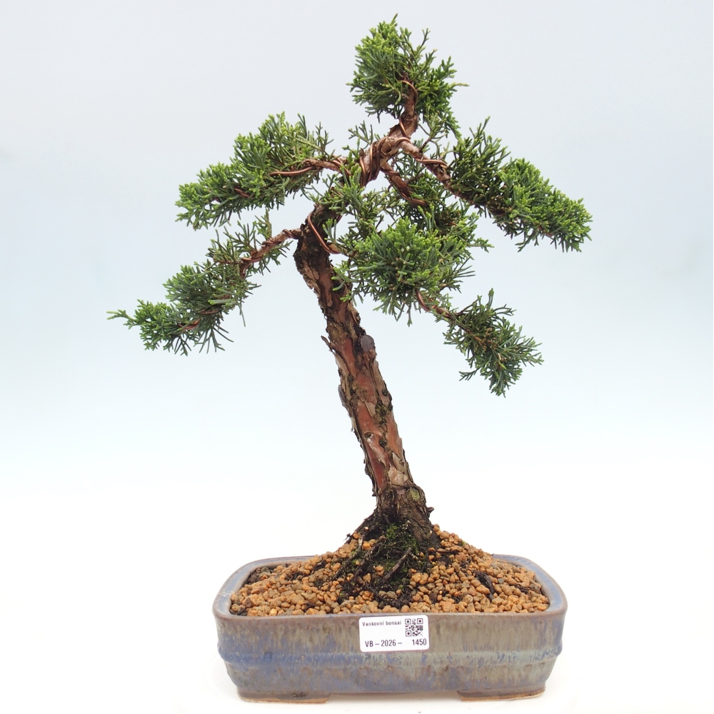 Bonsaï d'extérieur - Juniperus chinensis Kishu