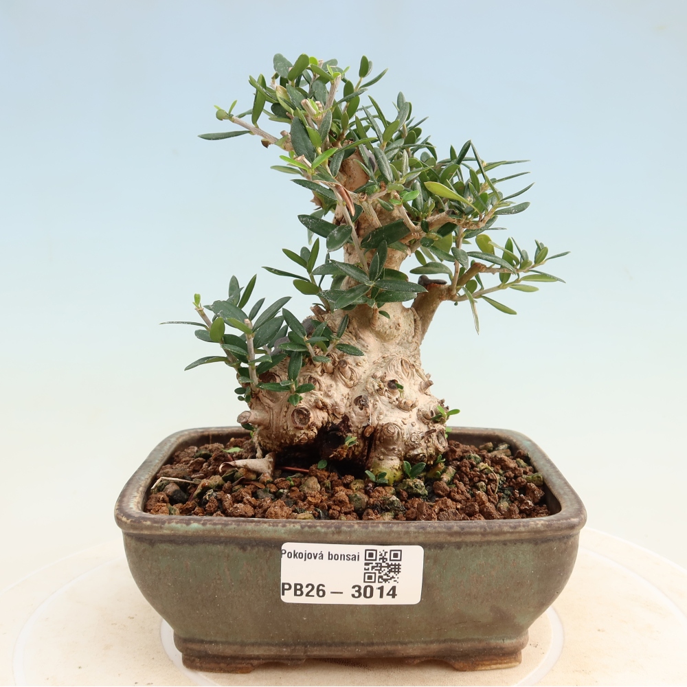 Bonsaï d'intérieur - Olea europaea sylvestris