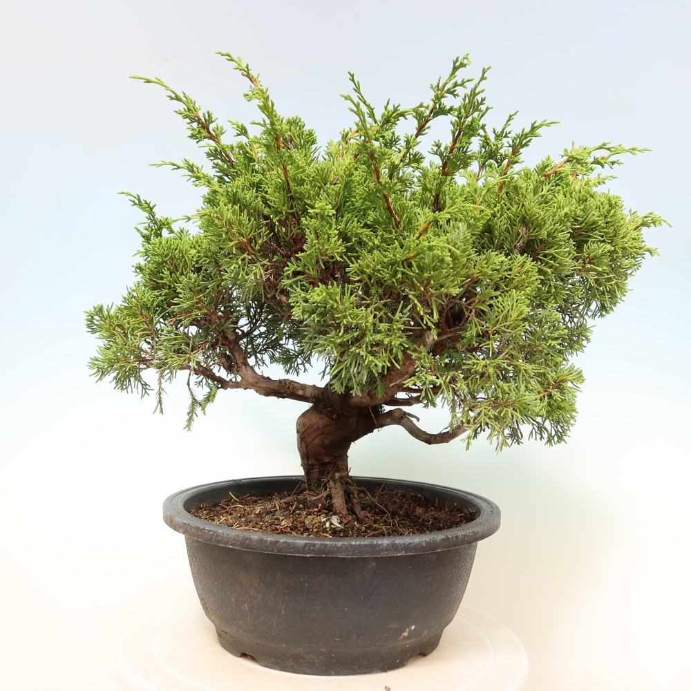 Bonsaï d'extérieur - Juniperus chinensis Itoigawa-Juniperus chinensis