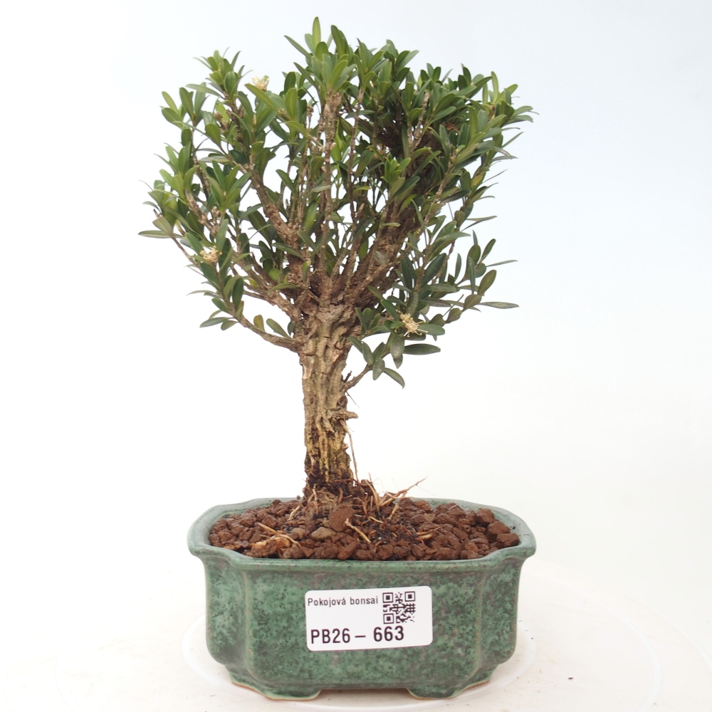Bonsaï de chambre - Buxus harlandii - buxus liège