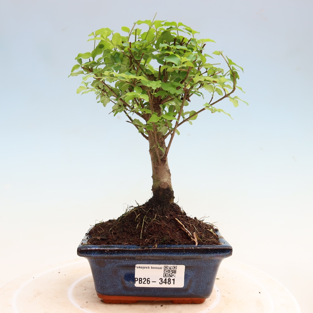 Bonsaï de chambre -Ligustrum chinensis - Bec d'oiseau