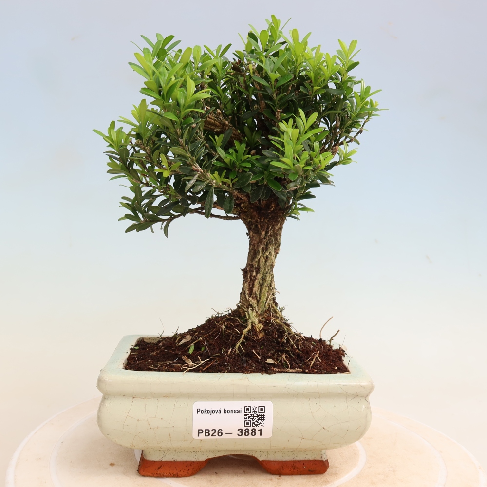 Bonsaï de chambre - Buxus harlandii - buxus liège