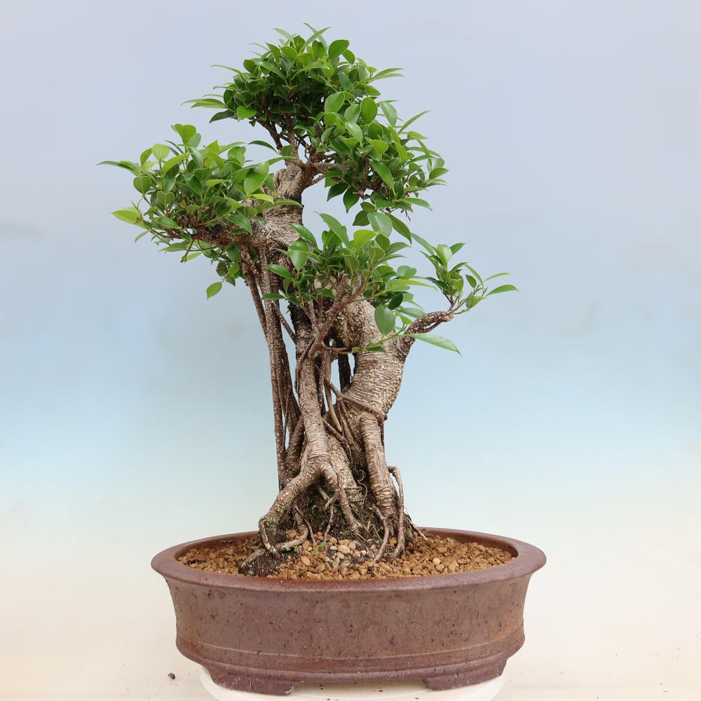 Salle bonsaï - Ficus kimmen - ficus à petites feuilles
