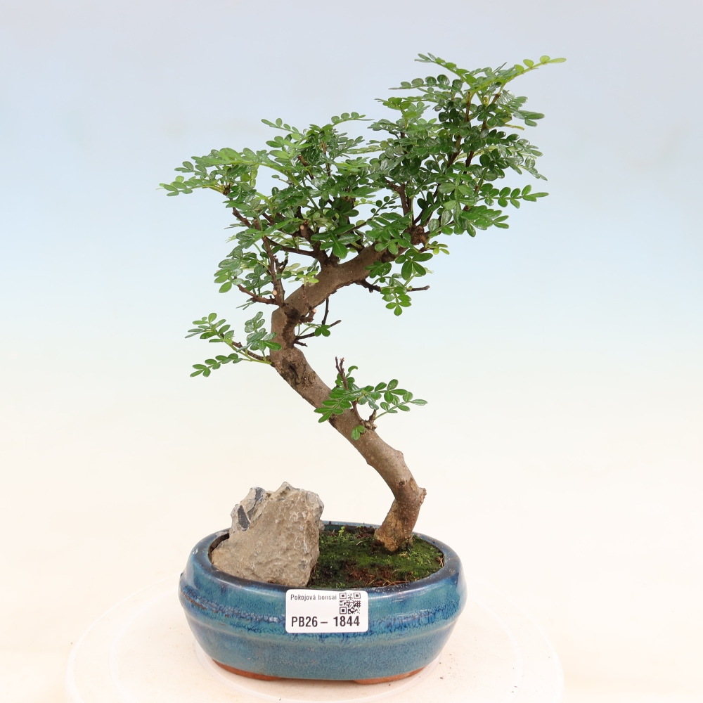 Salle bonsaï - Zantoxylum piperitum - arbre à poivre