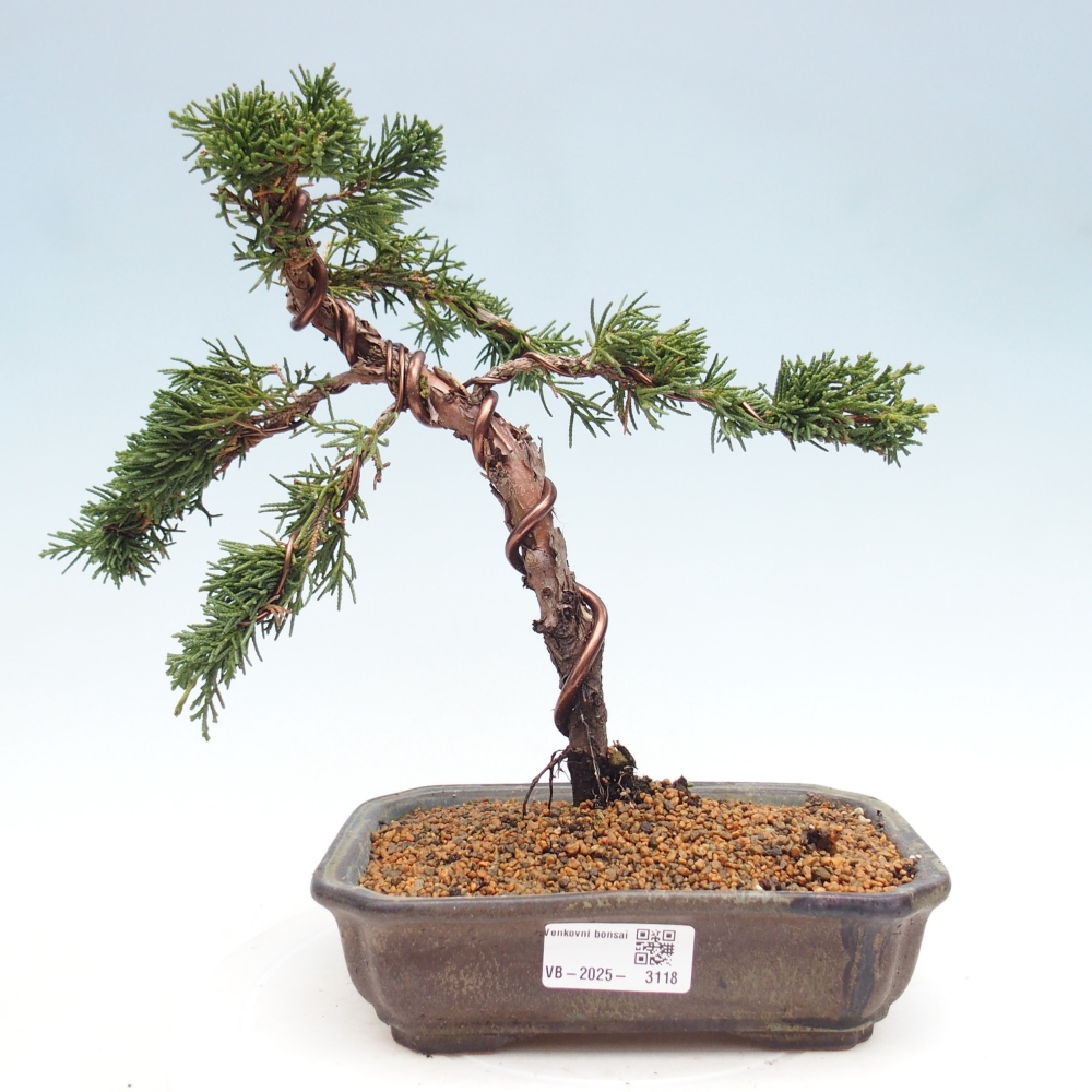 Bonsaï d'extérieur - Juniperus chinensis Kishu
