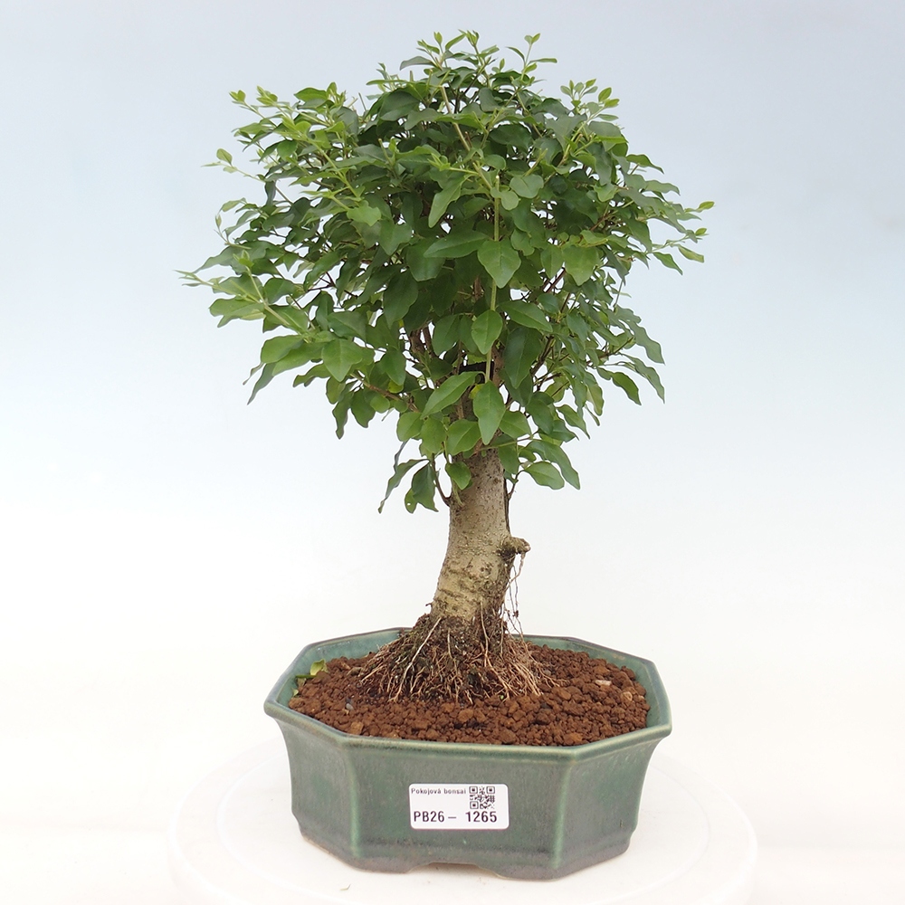 Bonsaï de chambre -Ligustrum chinensis - Bec d'oiseau