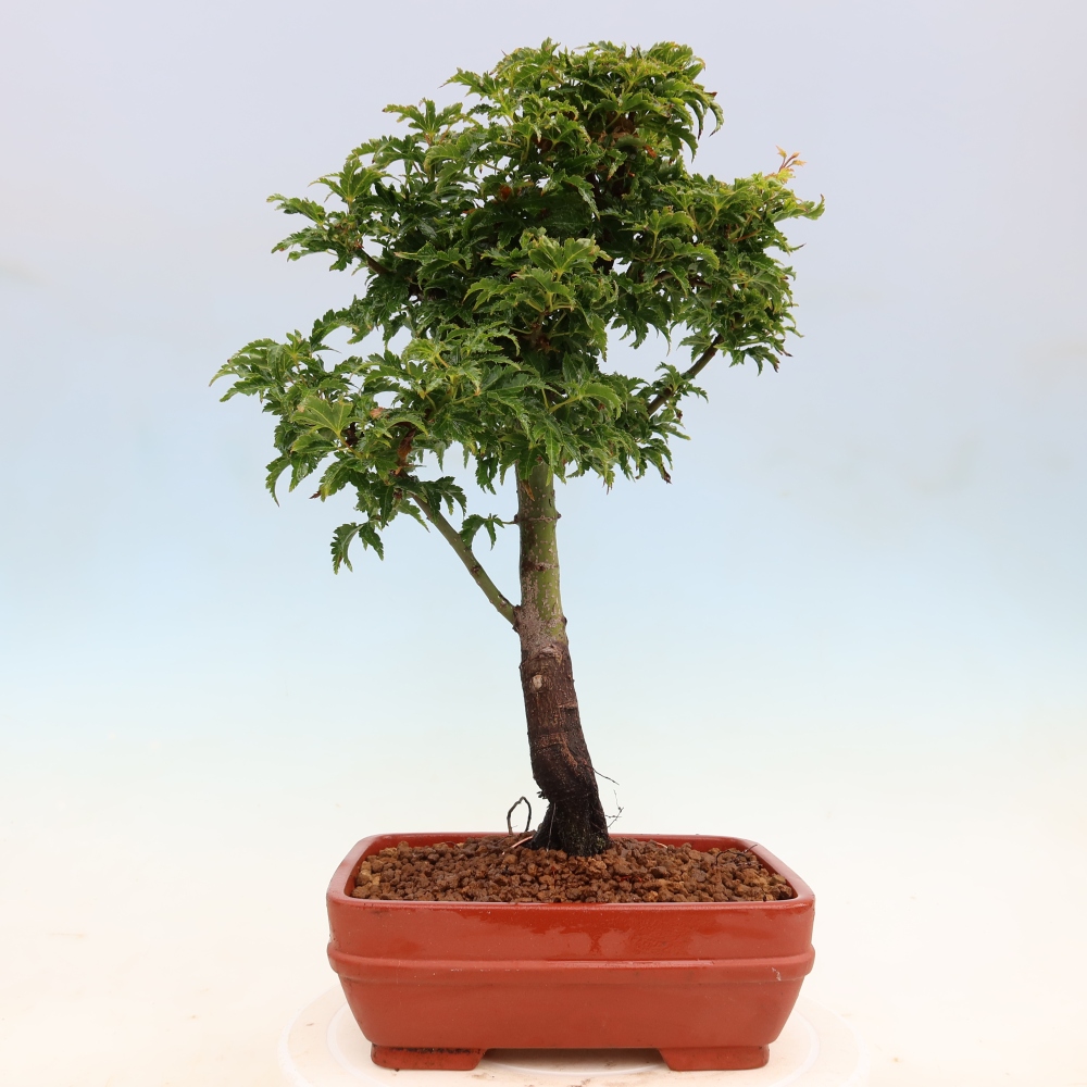Bonsaï d'extérieur -Javor palm Acer palmatum Shishigashira