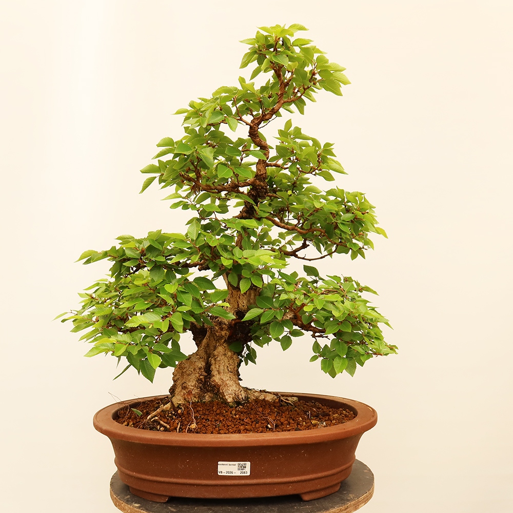 Bonsaï d'extérieur -Carpinus Coreana - Charme de Corée