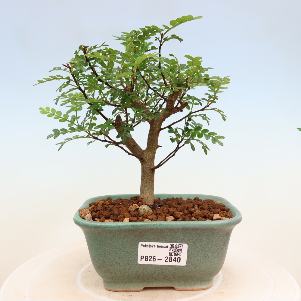 Salle bonsaï - Zantoxylum piperitum - arbre à poivre