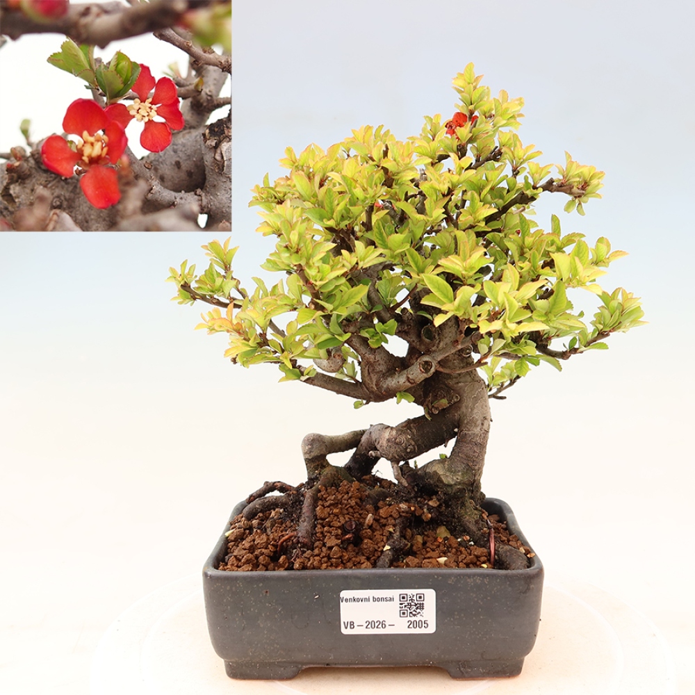 Bonsaï d'extérieur - Chaneomeles speciosa Chojubai