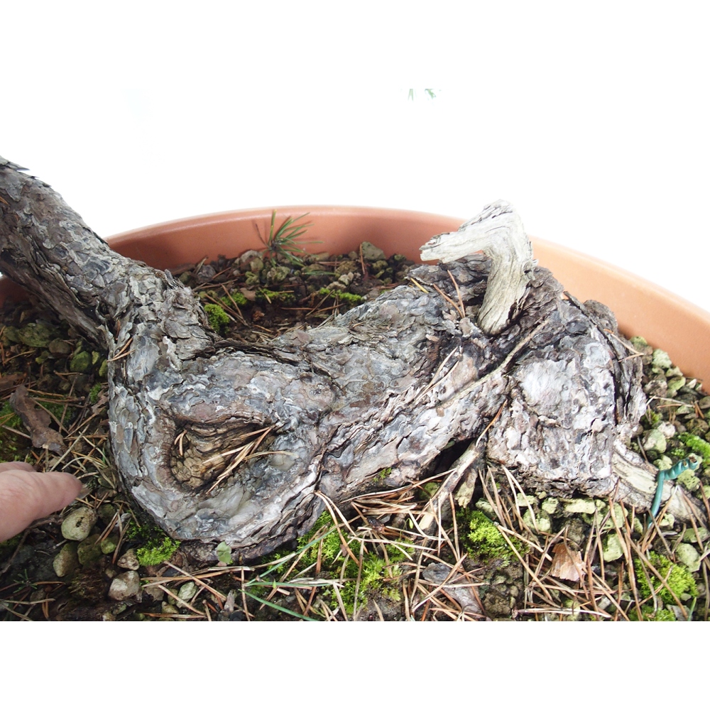 Yamadori - Pinus sylvestris Espagne