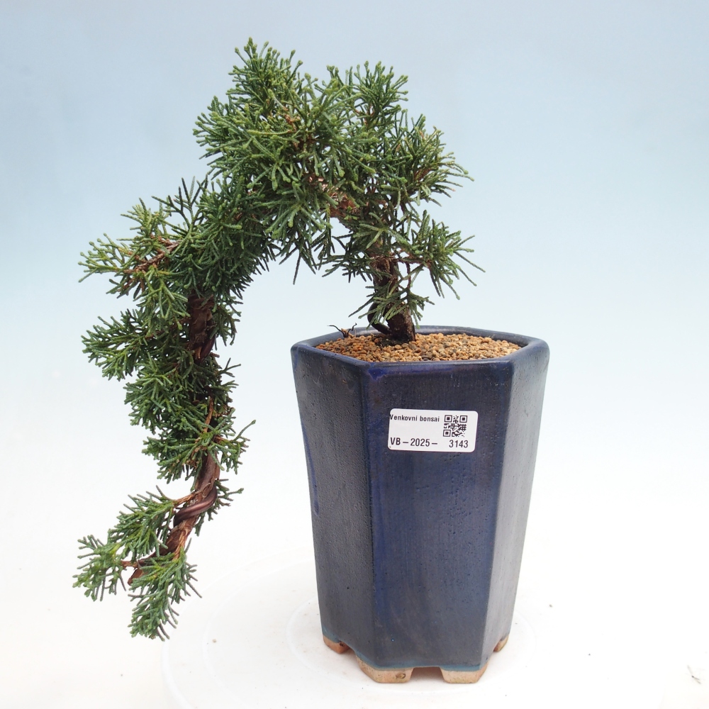 Bonsaï d'extérieur - Juniperus chinensis Kishu