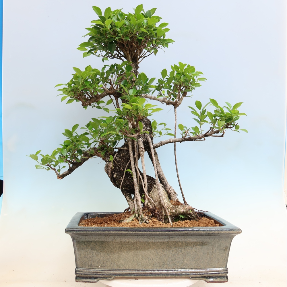 Salle bonsaï - Ficus kimmen - ficus à petites feuilles