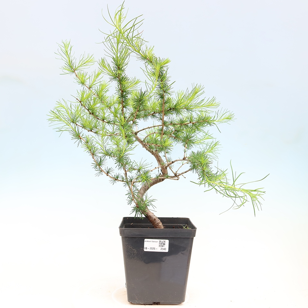 Bonsaï d'extérieur -Larix decidua - Mélèze
