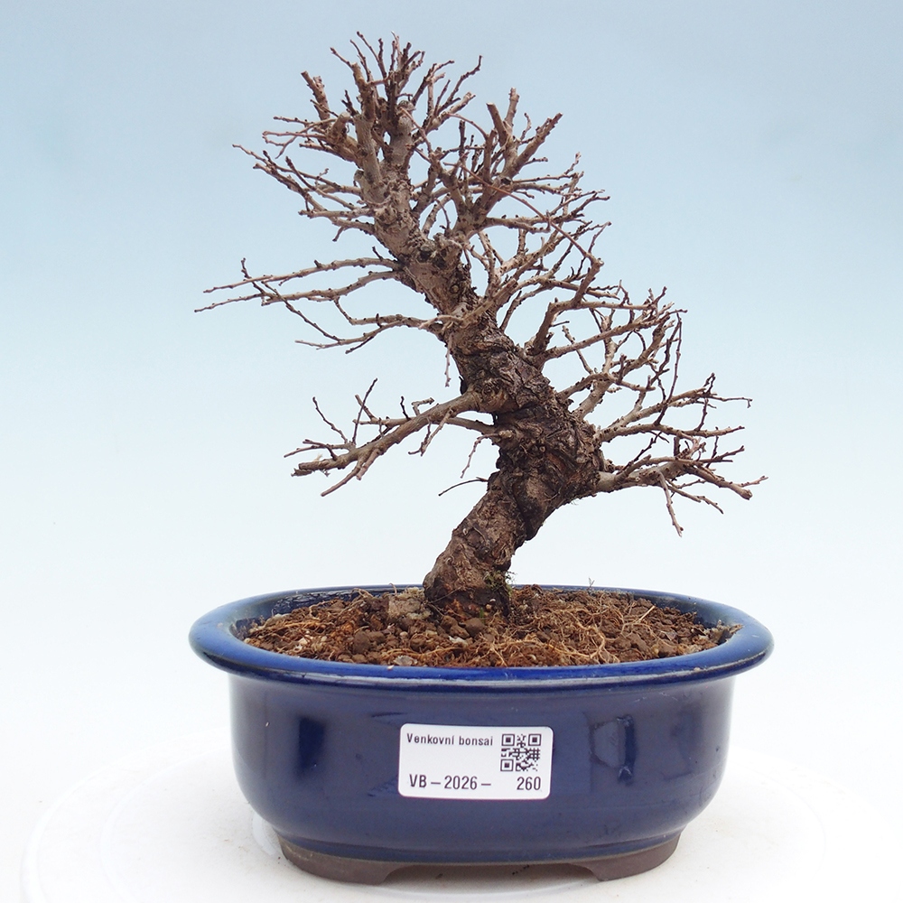 Bonsaï d'extérieur - Zelkova - Zelkova NIRE